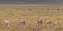 114 Tanzania, Ngorongoro Krater, grantgazelles